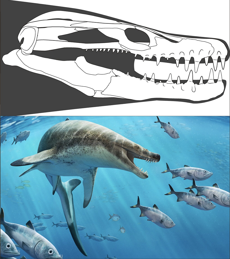 Tuy nhiên, loài này có thể đã tồn tại từ 145 triệu năm trước.