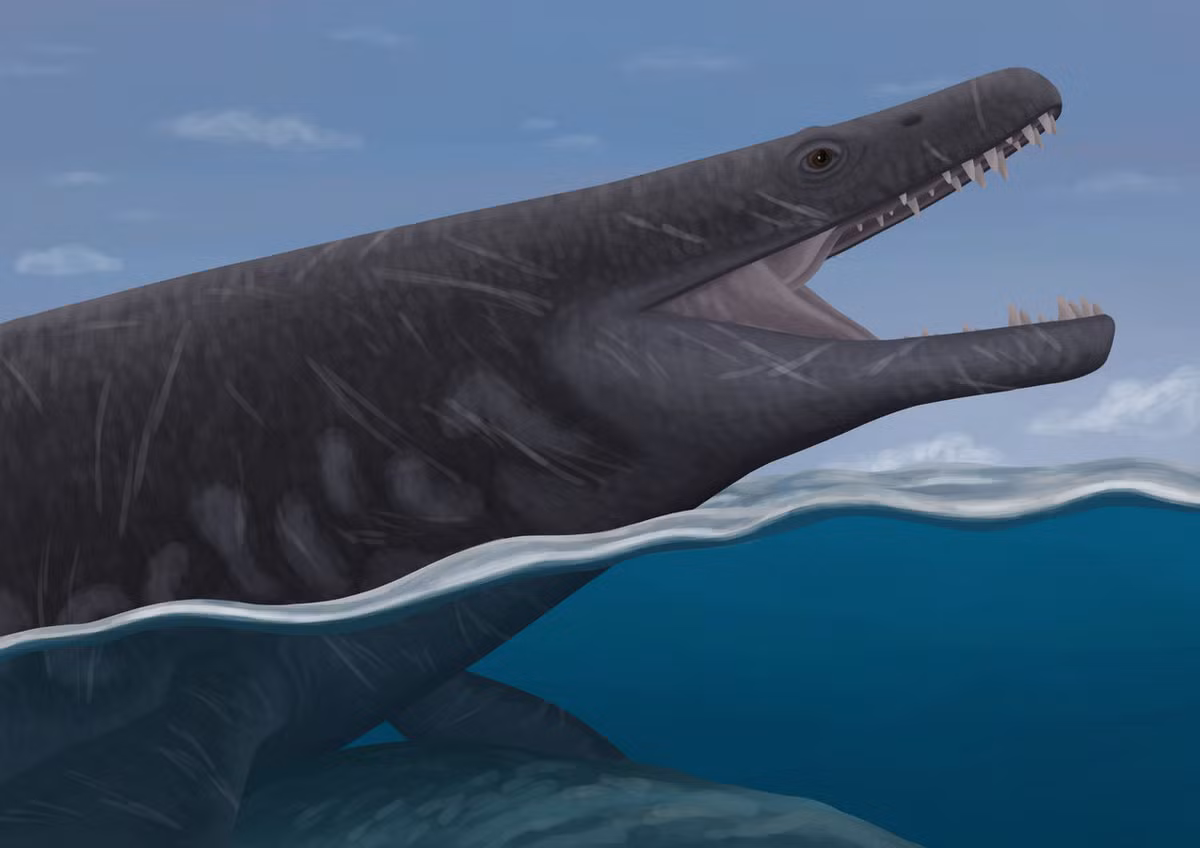 Các nhà nghiên cứu từ Đại học Bath (Anh) và Bảo tàng Lịch sử tự nhiên quốc gia Paris (Pháp) đã phân tích loài bò sát biển này.