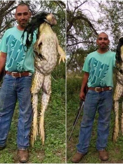 Mặc dù có thân hình to lớn, nhưng ếch Goliath lại có khả năng bơi và nhảy rất nhanh.