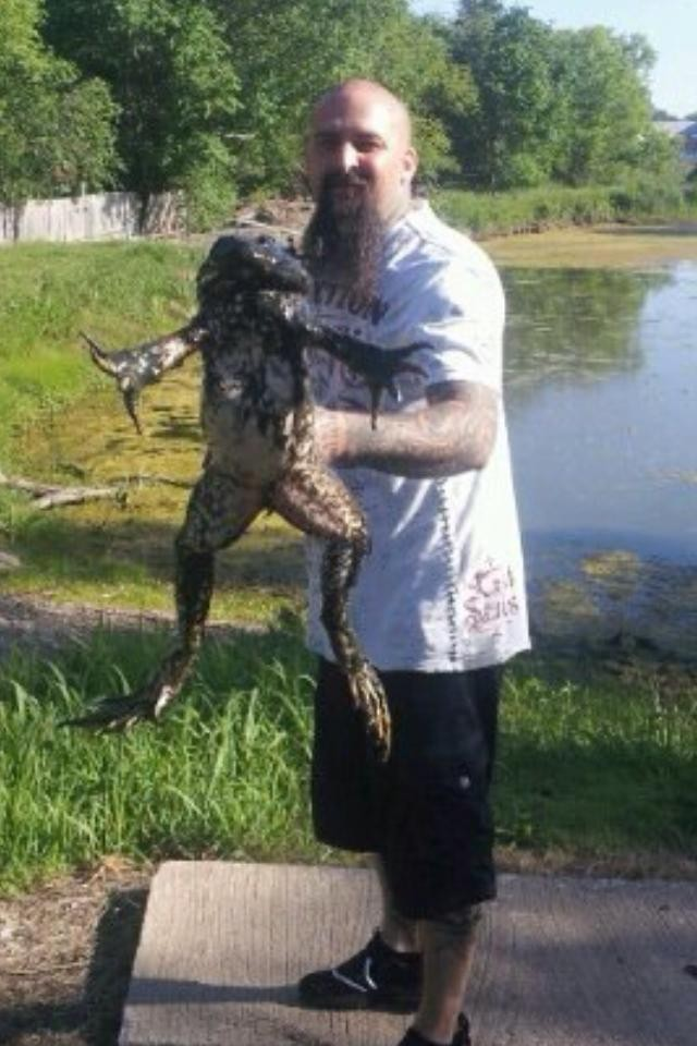 Loài ếch lớn nhất thế giới này có thể nhảy xa tới 3m và sử dụng lưỡi dài để săn mồi, bao gồm cả côn trùng, tôm, cua, rắn nhỏ và thậm chí là ếch con.