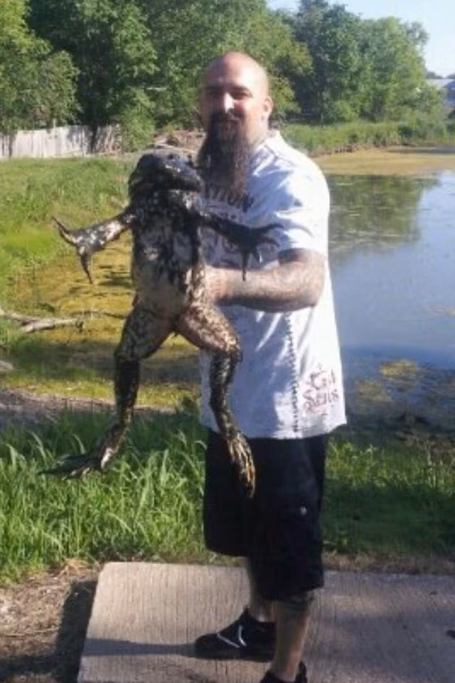 Loài ếch lớn nhất thế giới này có thể nhảy xa tới 3m và sử dụng lưỡi dài để săn mồi, bao gồm cả côn trùng, tôm, cua, rắn nhỏ và thậm chí là ếch con.