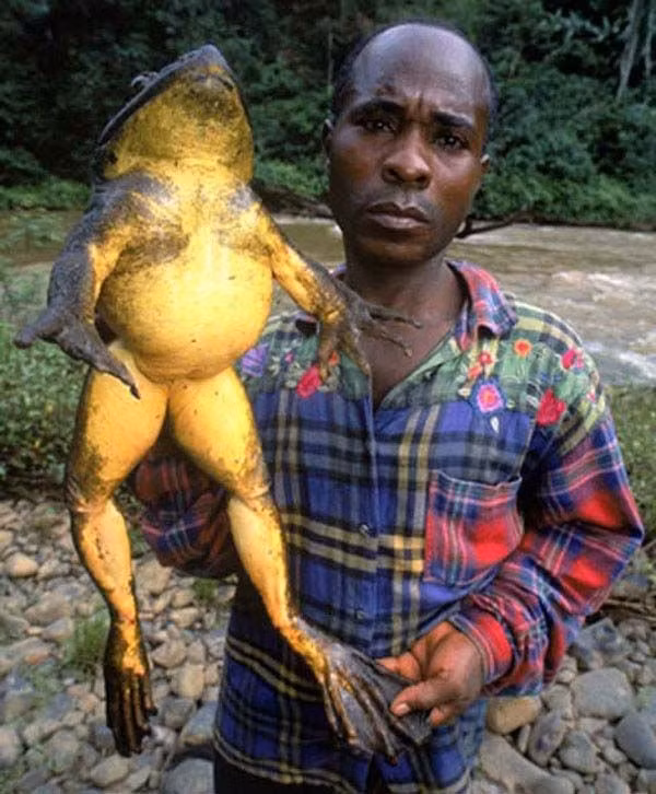 Thịt của loài ếch Goliath được đánh giá là rất ngon và đặc biệt, với vị ngọt thanh.