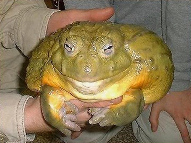 Đặc biệt, trong mùa sinh sản, ếch đực Goliath sẽ giữ trứng trong miệng và nuôi dưỡng hàng ngàn ếch con mới sinh.