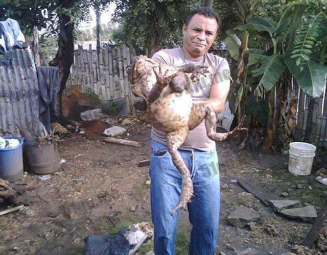 Do đó, thị trường thịt ếch Goliath đang khan hiếm và có mức giá khá cao.