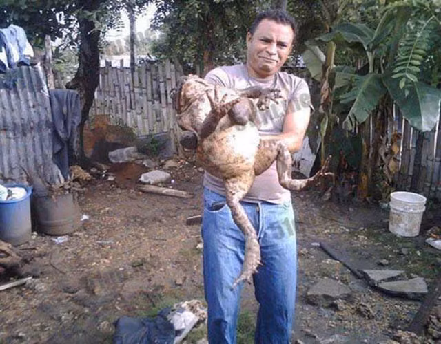 Do đó, thị trường thịt ếch Goliath đang khan hiếm và có mức giá khá cao.