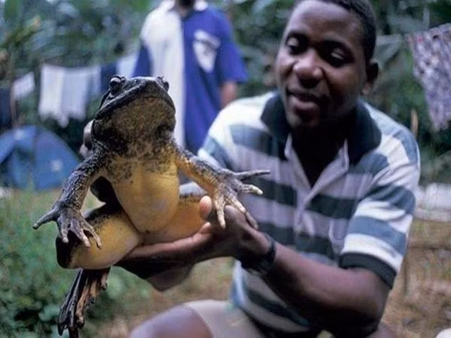  Ếch Goliath sống chủ yếu ở các khu rừng cận xích đạo của Tây Phi, nơi có sông chảy xiết và môi trường nhiệt đới ẩm ướt.