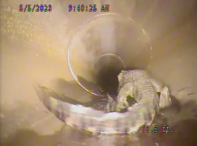 Các chuyên gia tin rằng con cá sấu này có thể đã xâm nhập vào hệ thống thoát nước phức tạp của thành phố thông qua một trong những hồ nước mưa được sử dụng để ngăn ngừa lũ lụt trong cơn bão.