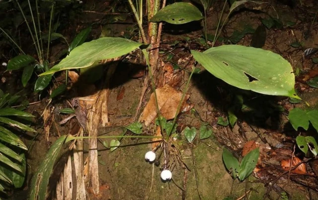 Hiện nay, Khu Bảo tồn thiên nhiên Phong Điền vẫn là nơi duy nhất mà loài cây này được phát hiện. Đây chính là động lực để các chuyên gia tiếp tục khám phá và tìm tòi các loài thực vật mới trong khu vực này.