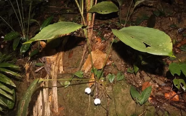 Hiện nay, Khu Bảo tồn thiên nhiên Phong Điền vẫn là nơi duy nhất mà loài cây này được phát hiện. Đây chính là động lực để các chuyên gia tiếp tục khám phá và tìm tòi các loài thực vật mới trong khu vực này.