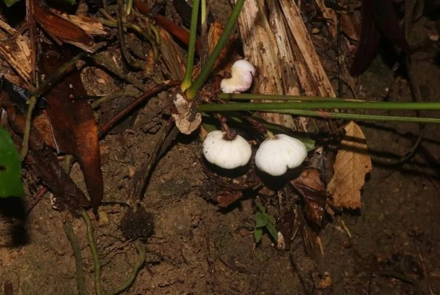  Loài cây mới này được đặt tên khoa học là Asparagaceae và thuộc họ măng tây, được gọi là "Tỏi đá Phong Điền".