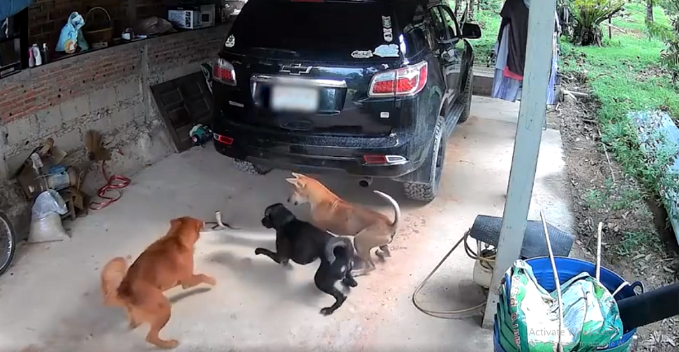 Trong đoạn video ghi lại sự việc, một con " quái thú" tiến đến gần một con chó đang nằm ngủ, khiến nó tỉnh dậy và sủa lớn. Hai chú chó khác nhanh chóng đến để giúp đỡ và cùng nhau xua đuổi con rắn hổ mang.