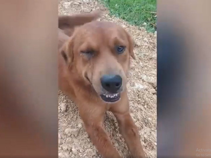 Mặc dù thành công trong việc xua đuổi con rắn độc, một con chó bị thương ở mắt sau khi bị con rắn phun nọc độc vào mặt. Tuy nhiên, con chó đã được chăm sóc bởi bác sĩ thú y và hồi phục hoàn toàn sau khi điều trị.