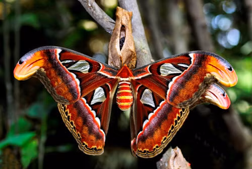 Để bảo tồn bướm khế, cần tạo điều kiện cho sinh vật này phát triển và không xua đuổi chúng khỏi môi trường sống tự nhiên của mình. Việc bảo vệ loài động vật này là cần thiết để duy trì sự đa dạng sinh học trong tự nhiên.