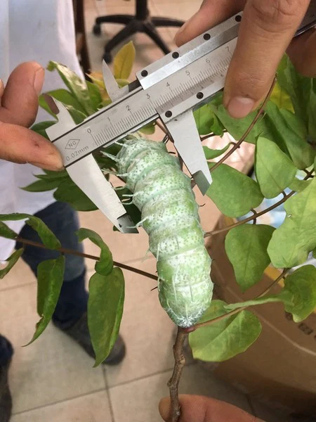 Vòng đời của bướm khế kéo dài từ 1 đến 2 tuần, bao gồm giai đoạn trứng, ấu trùng, nhộng và bướm trưởng thành. Cá thể cái phát ra pheromone để thu hút bạn tình và đẻ trứng dưới lá cây. Sau khi nở, ấu trùng ăn lá cây và phát triển thành nhộng, trước khi nở ra thành bướm trưởng thành.