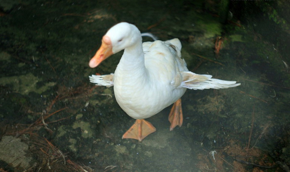 Ngỗng 4 cánh, với 2 cách phụ xòe ra như chiếc máy bay được phát hiện ở Sơn La.