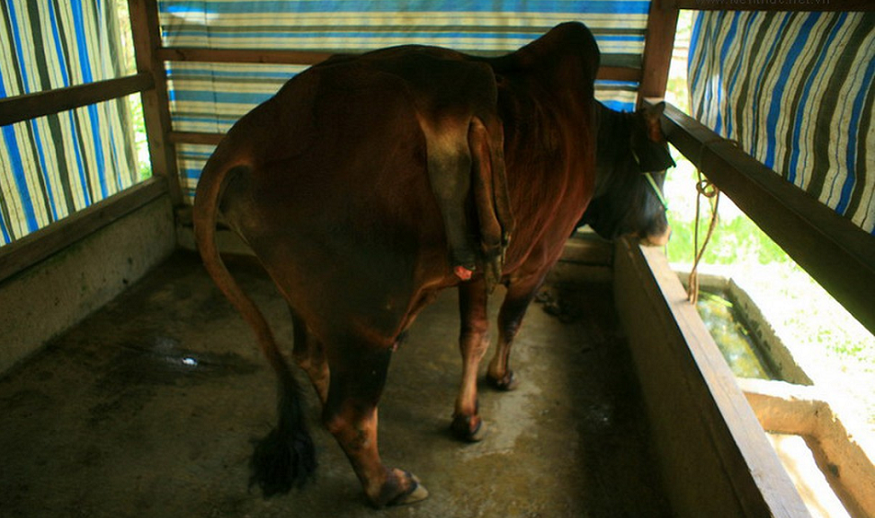 Chú bò này có thêm 2 chân và 1 bộ phận sinh dục mọc ra từ lưng, được phát hiện từ huyện Cát Tiên, Lâm Đồng.