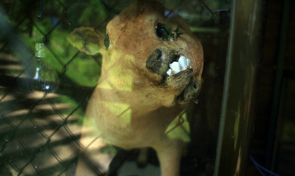 Bê 3 mắt, 2 mồm ở Nghĩa Đàn, Nghệ An.