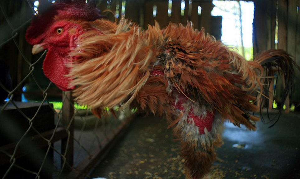 Gà có lông mọc ngược.