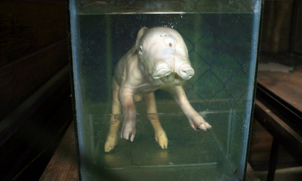 Lợn 2 mắt, 3 mồm ở Đức Trọng, Lâm Đồng.