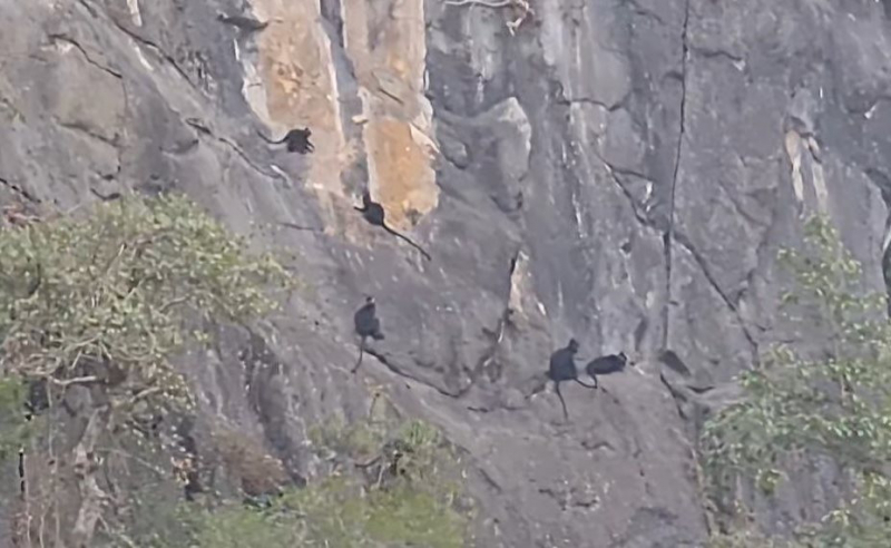 Người dân địa phương đã báo cáo về sự xuất hiện của đàn voọc cho chính quyền địa phương. Đàn voọc gáy trắng này được mô tả với hàng chục con và thường xuất hiện vào buổi chiều trên vách núi Chông.