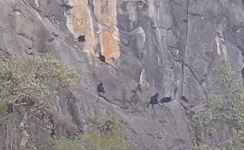 Người dân địa phương đã báo cáo về sự xuất hiện của đàn voọc cho chính quyền địa phương. Đàn voọc gáy trắng này được mô tả với hàng chục con và thường xuất hiện vào buổi chiều trên vách núi Chông.