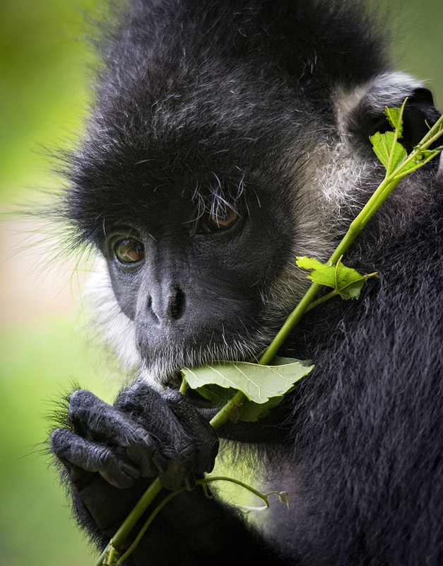 Theo các chuyên gia, voọc gáy trắng thường sống trên các dãy núi đá vôi, khu rừng rậm. Tại Việt Nam, chúng phân bố chủ yếu ở khu vực Vườn quốc gia Phong Nha - Kẻ Bàng.