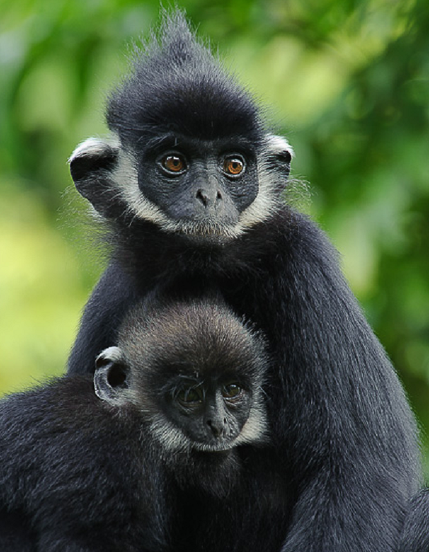 Loài linh trưởng cực kỳ hiếm này sống theo đàn, rất nhút nhát, ít khi xuống đất hay tiếp xúc với con người. Mỗi đàn từ vài chục cho đến hàng trăm con.