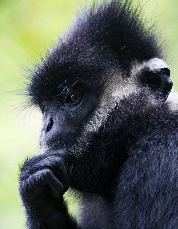 Voọc gáy trắng có tên khoa học là Trachypithecus Hatinhensis. Chúng thuộc bộ Linh trưởng, nhóm IB, cực kỳ quý hiếm, nguy cấp trong Sách Đỏ Việt Nam và Sách Đỏ thế giới.