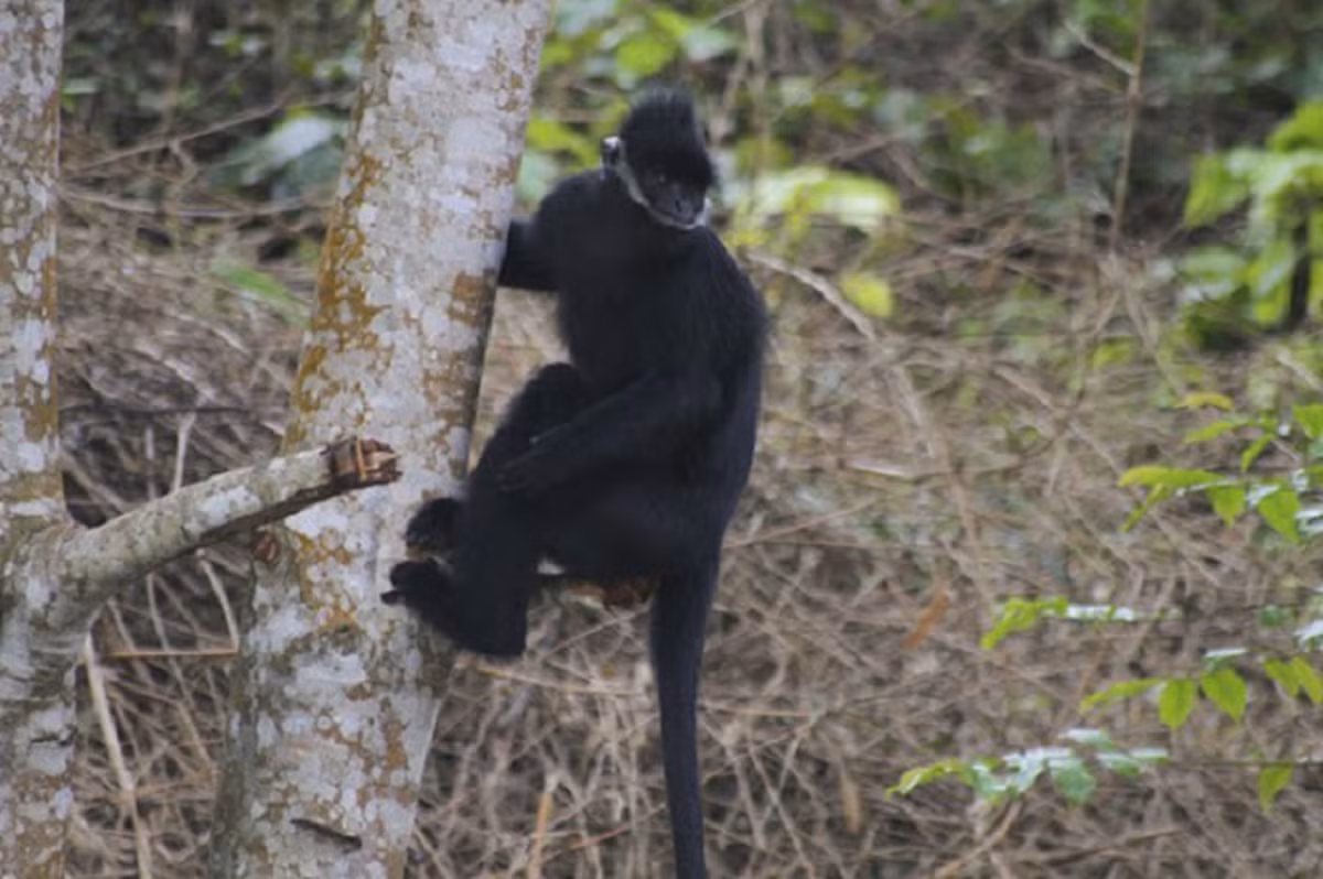 Nhờ công tác bảo vệ, quản lý và bảo tồn nghiêm ngặt của các cơ quan có liên quan, số lượng đàn voọc gáy trắng tăng rất nhiều.