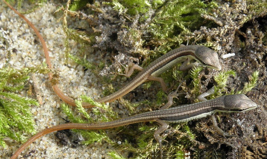 Loài này có một đặc điểm nổi bật là đuôi nhỏ, có thể dài gấp 3 - 6 lần chiều dài cơ thể.