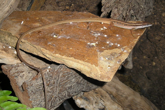 Phần lưng thường màu kem hoặc màu lưng, có thể có sọc màu nâu.