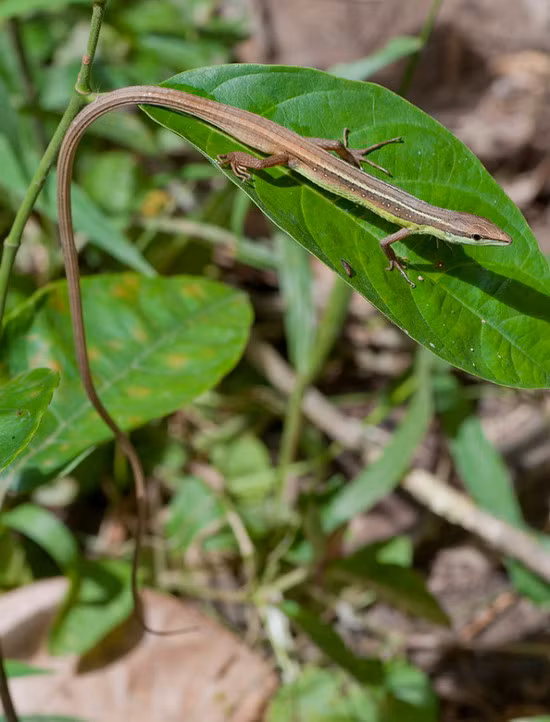 Chúng cũng có khả năng mọc lại đuôi khi bị đứt và thích nắng sớm buổi sáng.
