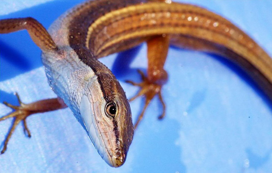 Liu điu không độc hại và thích ăn các loại côn trùng nhỏ như kiến, nhện, sâu, bướm, và cả thức ăn như gián, cá nhỏ, tôm tép.