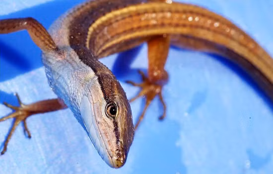 Liu điu không độc hại và thích ăn các loại côn trùng nhỏ như kiến, nhện, sâu, bướm, và cả thức ăn như gián, cá nhỏ, tôm tép.