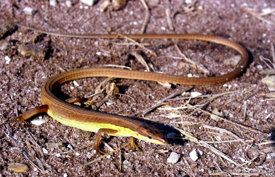 Liu điu sống chủ yếu ở khu vực nhiều cây cỏ, lá và thường được tìm thấy ở các khu vực từ Bắc vào Nam Việt Nam.