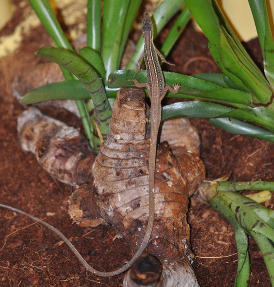 Liu điu hoạt động chủ yếu vào ban ngày và thường không tấn công con người, thích lẩn trốn khi cảm nhận sự nguy hiểm.