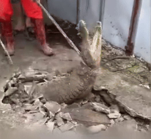Chủ nhà sau khi nghe thấy âm thanh lạ dưới nền nhà đã quyết định gọi người đến để kiểm tra. Khi lớp xi măng được đập vỡ, cả nhà không khỏi thất kinh khi nhìn thấy 2 con cá sấu to lớn.