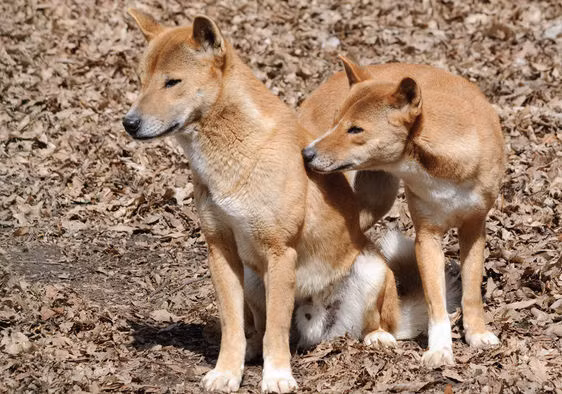 Các nhà nghiên cứu hy vọng loài chó này sẽ được bảo tồn và không bị tuyệt chủng.