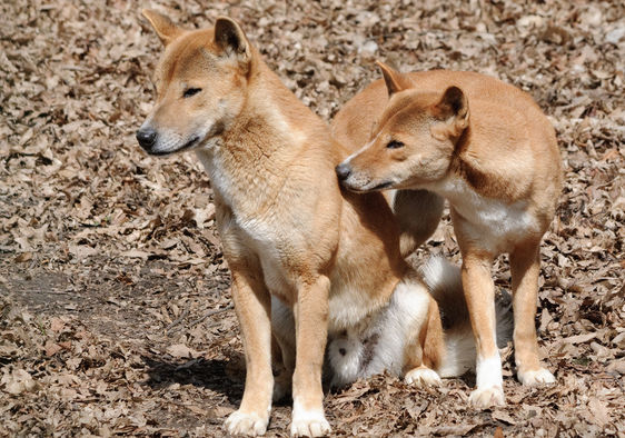 Các nhà nghiên cứu hy vọng loài chó này sẽ được bảo tồn và không bị tuyệt chủng.