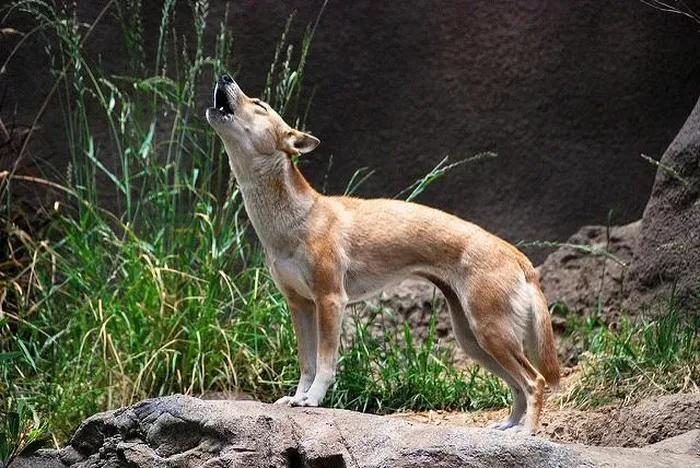 Giống chó biết hát bất ngờ tái xuất sau hơn 50 năm tuyệt tích Giong cho biet hat bat ngo tai xuat sau hon 50 nam tuyet tich