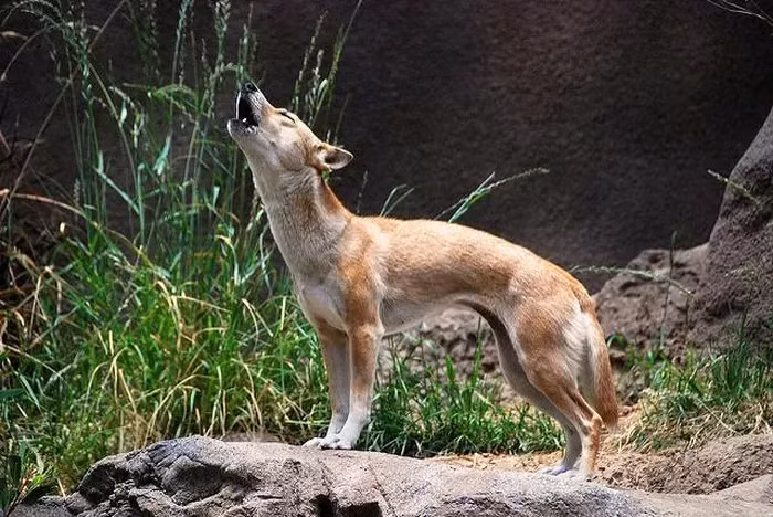 Giong cho biet hat bat ngo tai xuat sau hon 50 nam tuyet tich