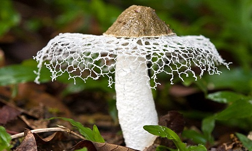 Loài nấm này phát triển quanh rễ cây tre, trúc và sống bằng chất dinh dưỡng từ phần rễ, thân và lá tre đã chết.