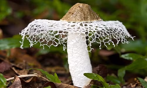 Loài nấm này phát triển quanh rễ cây tre, trúc và sống bằng chất dinh dưỡng từ phần rễ, thân và lá tre đã chết.