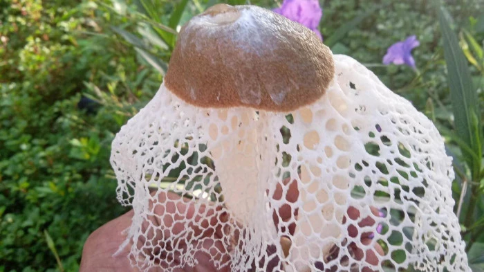 Ở thị trường Trung Quốc, nấm nữ hoàng được coi là một trong nhóm 8 loại thực vật quý, chứa nhiều protein, axit amin và muối vô cơ, có tác dụng bồi bổ sức khỏe.