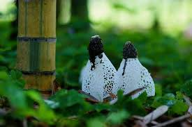 Người Trung Quốc thường sử dụng nấm này để làm món "trúc tôn phù dung" trong các bữa tiệc sang trọng.