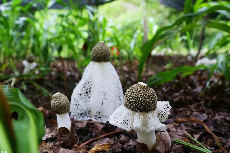 Nấm nữ hoàng có vẻ ngoài quý phái với thân màu trắng sữa, mũ màu đen và nâu, dưới mũ có tấm rèn màu trắng giống như tấm màn che mặt của các mỹ nhân xinh đẹp.