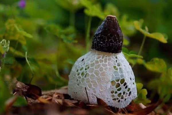 Điều đặc biệt là tuổi thọ của loài nấm này chỉ trong vòng 10 tiếng.