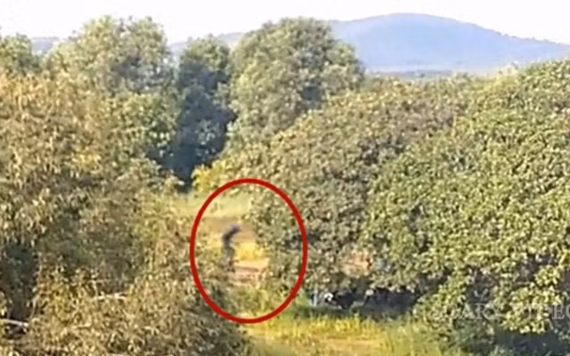 Một số người tin rằng đó có thể là một sinh vật ngoài hành tinh chưa từng xuất hiện trên Trái Đất, trong khi những người khác nghi ngờ rằng đó chỉ là sự hiểu lầm và có một sự thật sâu xa hơn ẩn giấu đằng sau nó.