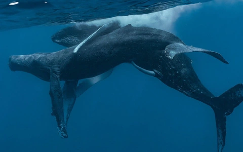 Ngày nay, chúng được coi là loài ít nguy cơ nhất theo Liên minh Bảo tồn Thiên nhiên quốc tế, mặc dù quần thể cá voi ở châu Á vẫn đang đối mặt với nguy cơ bị đe dọa.