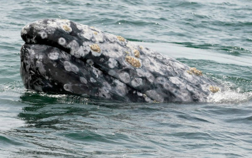 Con cá voi này được cho là đang tìm kiếm thức ăn khi liên tục lặn xuống và nổi lên gần mặt nước.